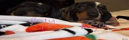 Miniature Dachshund dogs for sale: 4 playful dachshund pups  - Advert 8