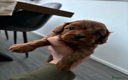 Cavapoo dogs for sale: F1 toy cavapoos health tested  - Image 5