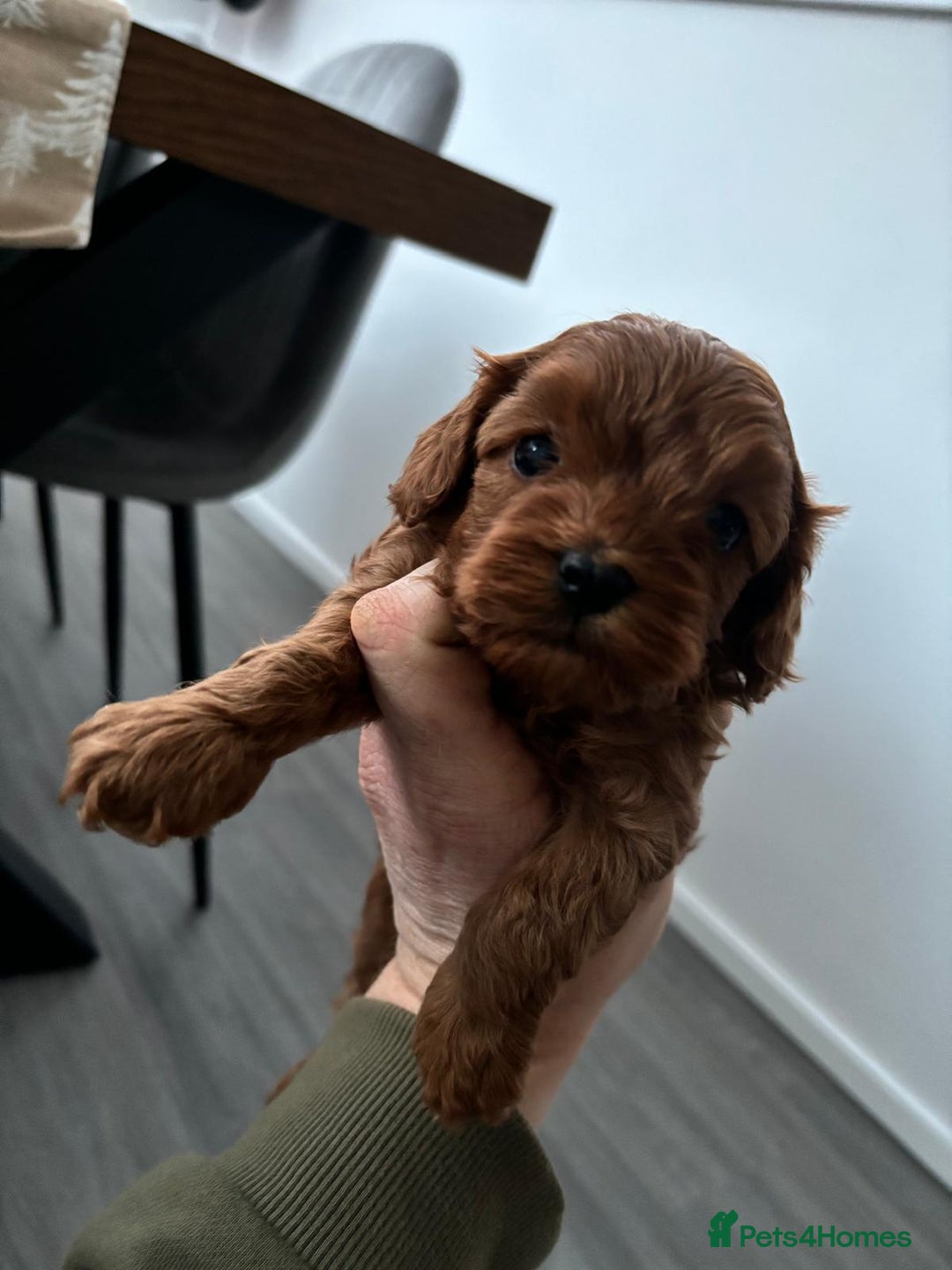 Cavapoo dogs for sale: F1 toy cavapoos health tested  - Image 5