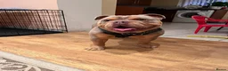 English Bulldog dogs for sale: British Bulldog  - Advert 4