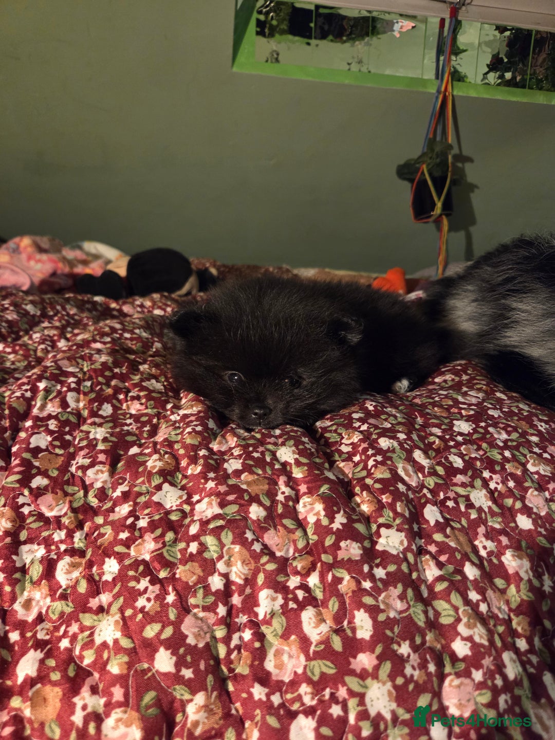 Pomeranian dogs for sale: ONE-TIME ONLY PUREBRED POM PUP (BLUE MERLE PARENT) - Advert 11