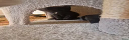 Mixed Breed cats for sale: Four kittens for sale. in Blackpool - Advert 5