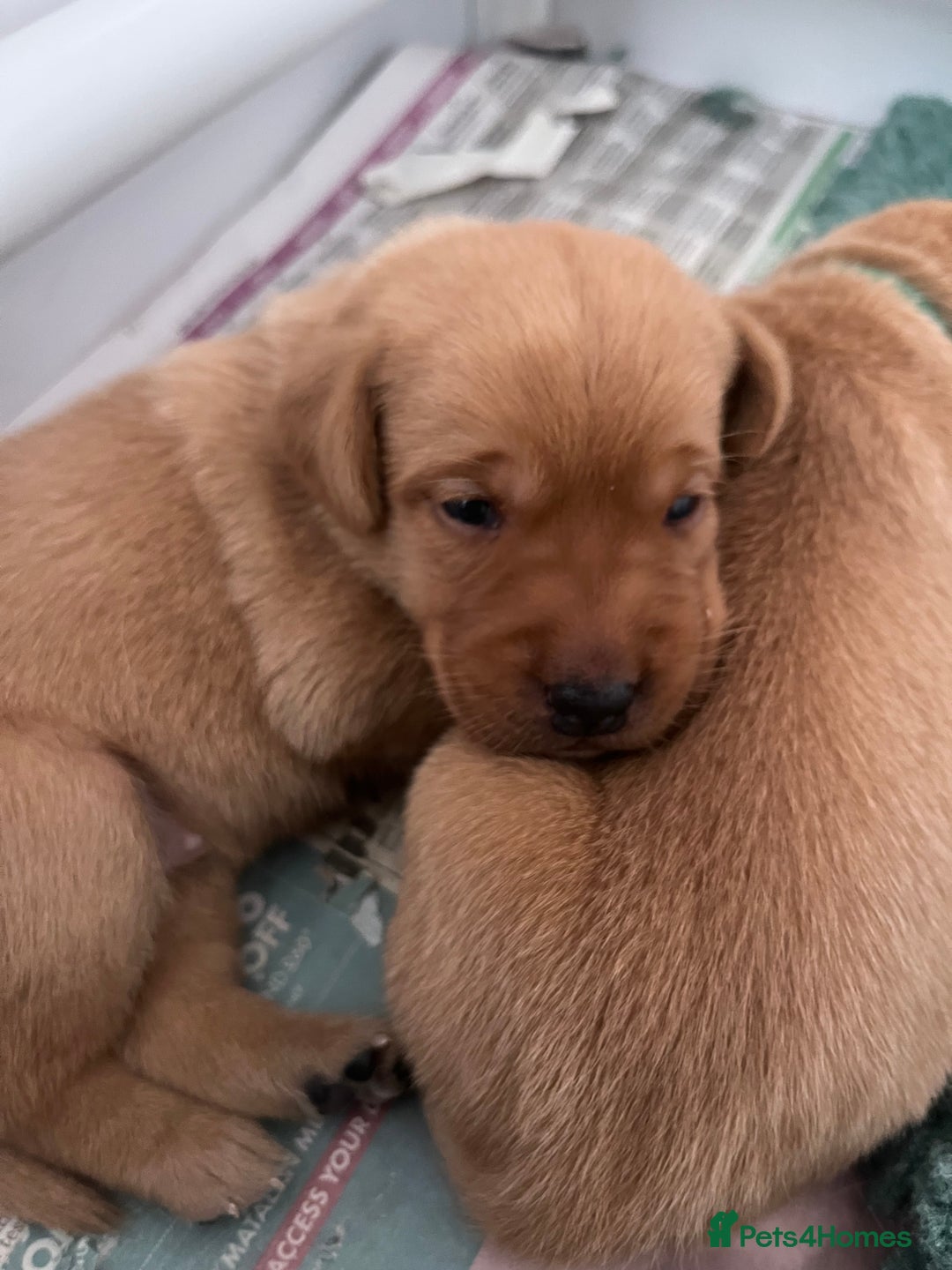 Labrador Retriever dogs for sale: Fox red Labrador Puppies - Image 13