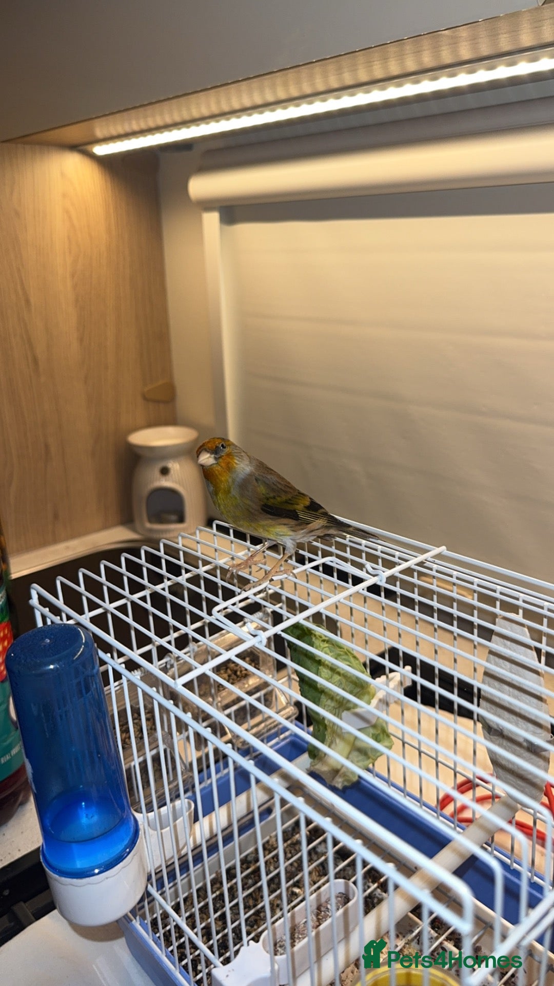 Mixed Breed birds Tame goldfinch mule  - Advert 2