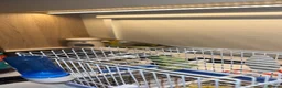 Mixed Breed birds for sale: Tame goldfinch mule  in Leeds - Advert 2