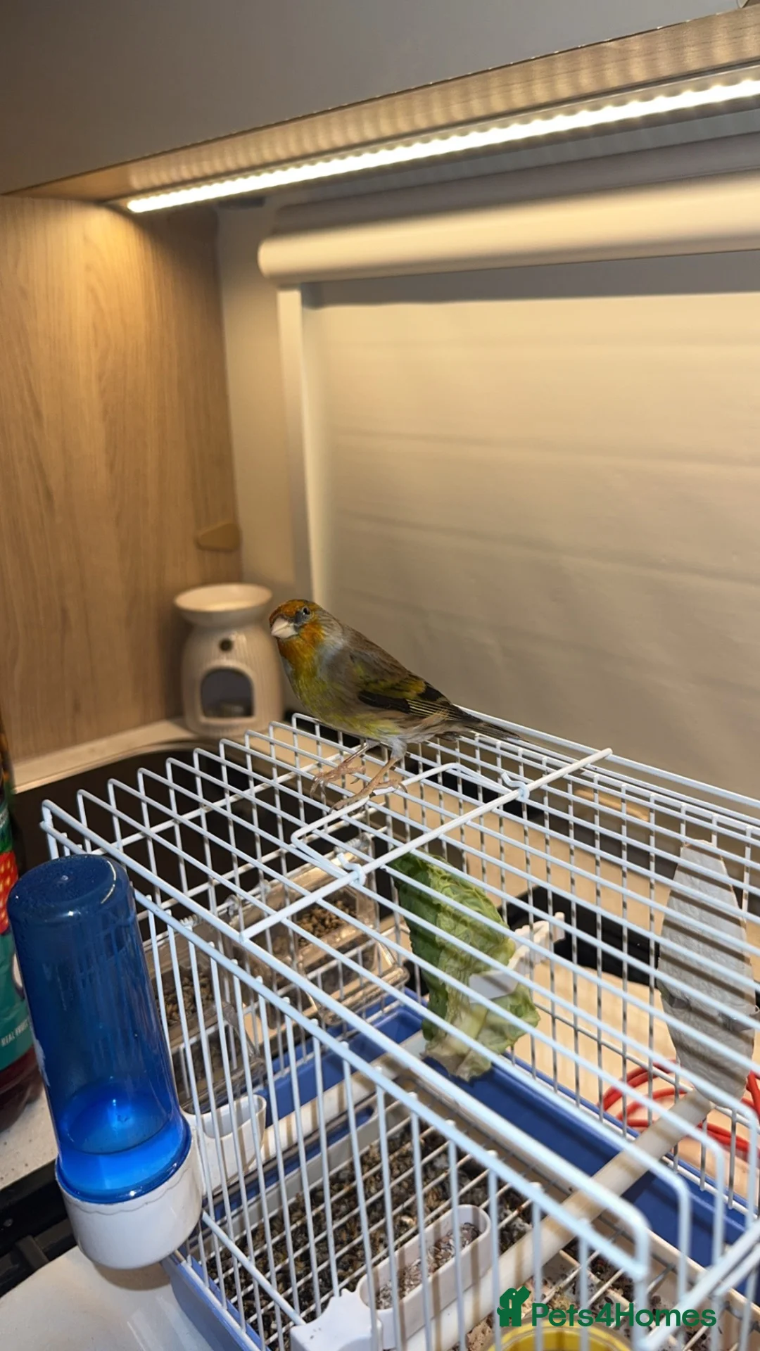 Mixed Breed birds for sale: Tame goldfinch mule  in Leeds - Advert 2