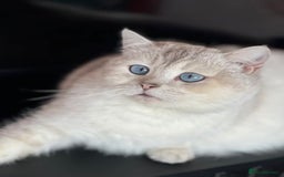 British Shorthair cats for sale: TICA registered British Shorthair kittens - Image 22