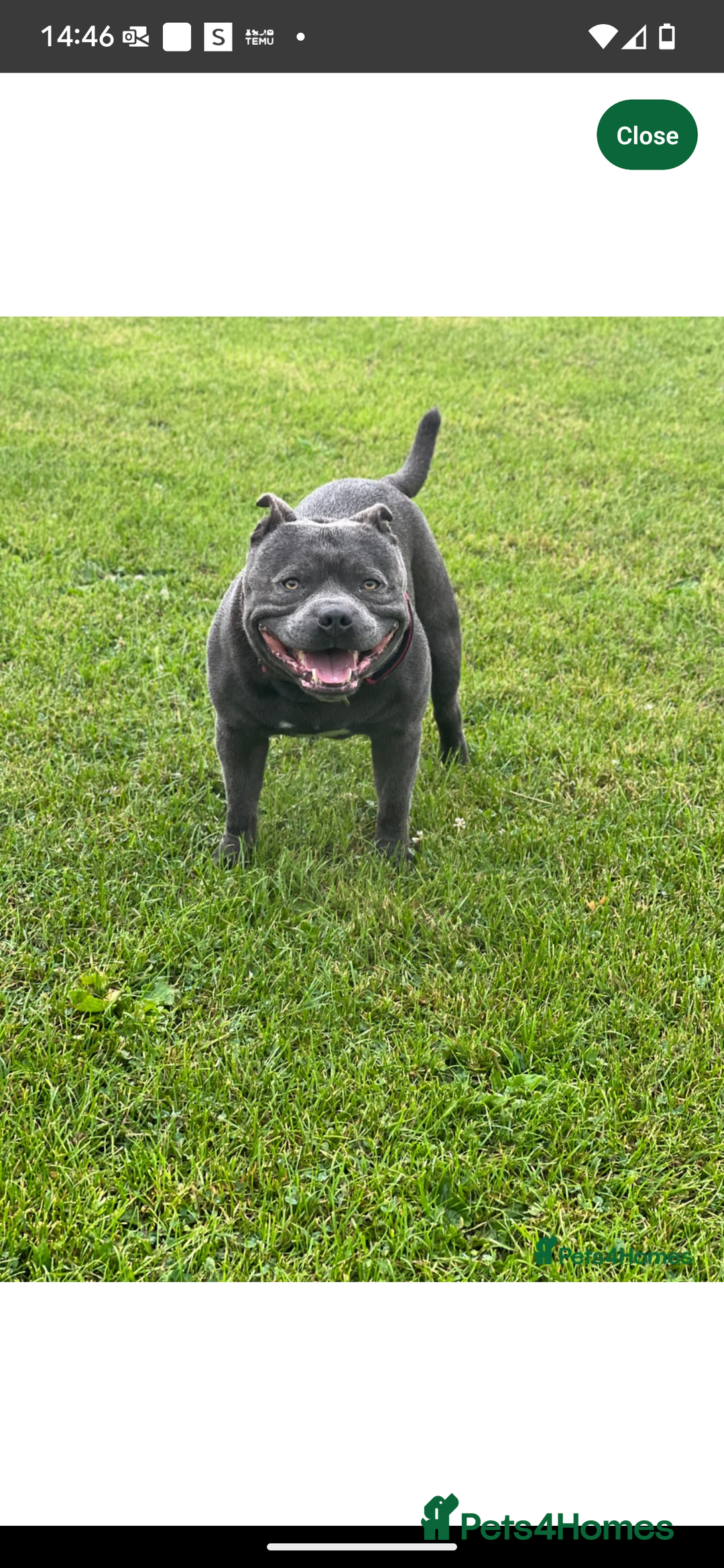 Staffordshire Bull Terrier dogs for sale: Blue staffie pupz - Image 12