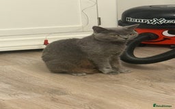 British Shorthair cats for sale: British Shorthair Kittens  - Image 2