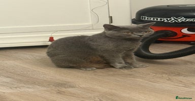 British Shorthair cats - Advert 5