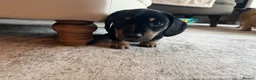 Miniature Dachshund dogs for sale: Last 2 ready to leave on 16th June - Advert 7