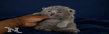 BALOO - BLUE (M) BSH
