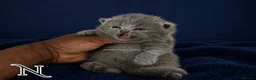 British Shorthair cats for sale: Exceptional GCCF REGISTERED BSH KITTENS - Advert 1