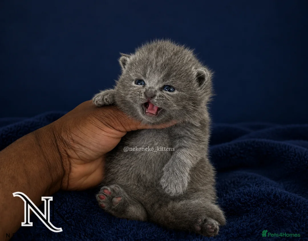 British Shorthair cats for sale: Exceptional GCCF REGISTERED BSH KITTENS - Advert 1