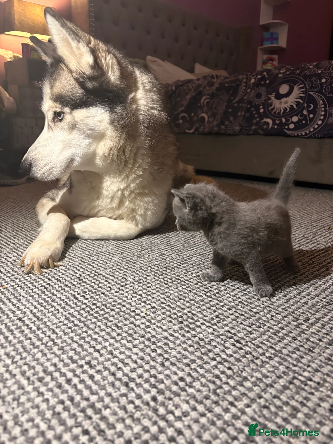 Mixed Breed cats for sale: Blue and tabby kittens  - Advert 3