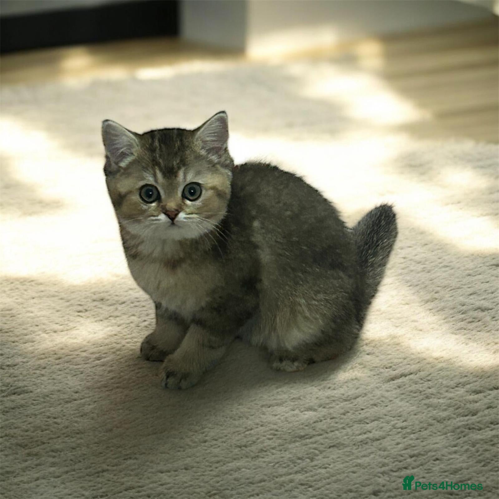 Persian cats BSH + Persian Kitten✨Only 1 Left - Advert 12