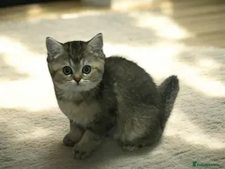 Persian cats BSH + Persian Kitten✨Only 1 Left - Advert 12