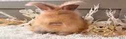 Angora rabbits for sale: 3 BEAUTIFUL VACCINATED ANGORAS READY NOW - Advert 4