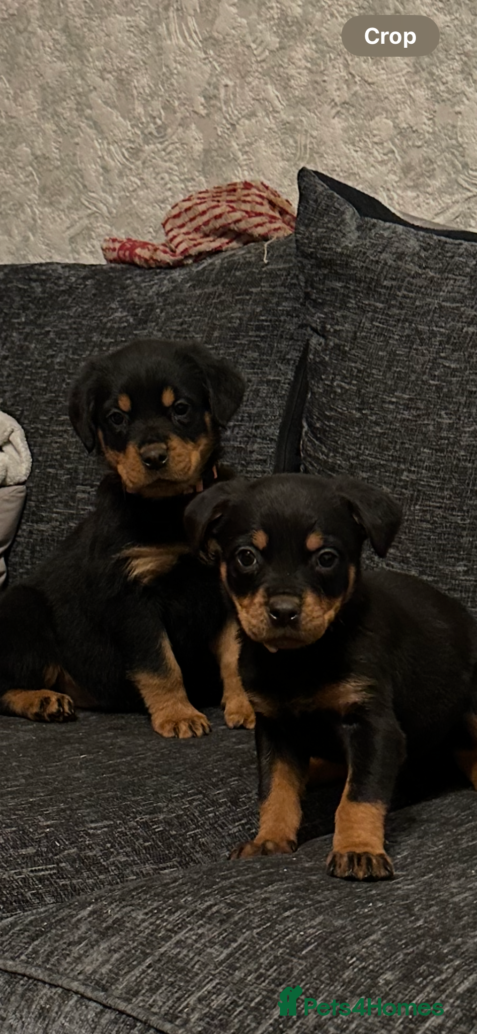 Rottweiler dogs KC REG Rottweiler pups. 2 bitches left - Advert 10