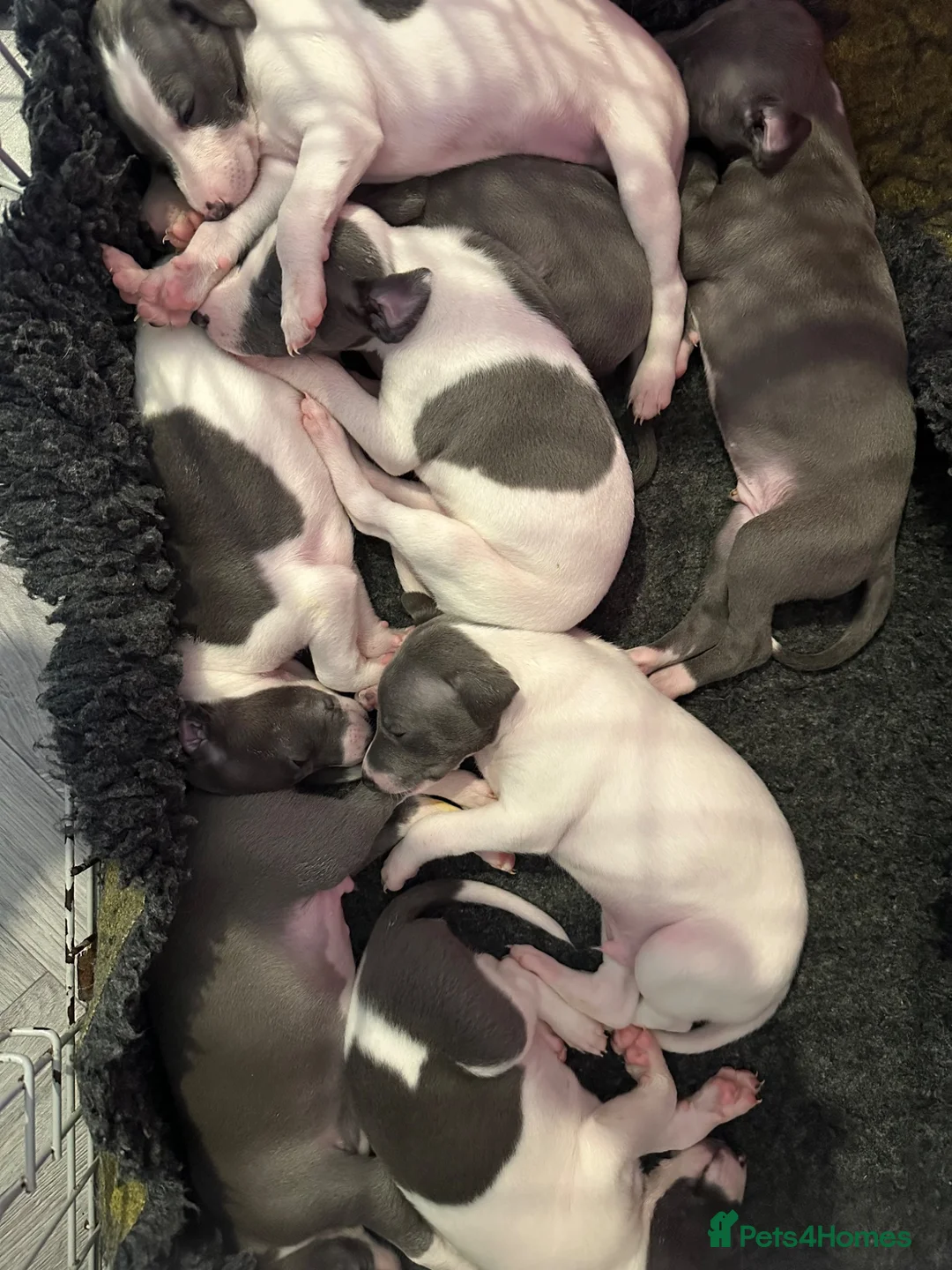 Mixed Breed dogs for sale: 8 stunning Italian greyhound x whippet puppies !!  - Advert 2