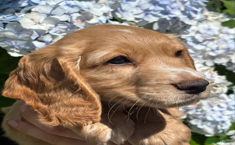 Cocker Spaniel dogs - Advert 5