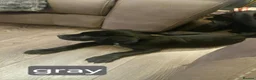 Cane Corso dogs for sale: *Ready to leave* Cane Corso puppys  - Advert 4