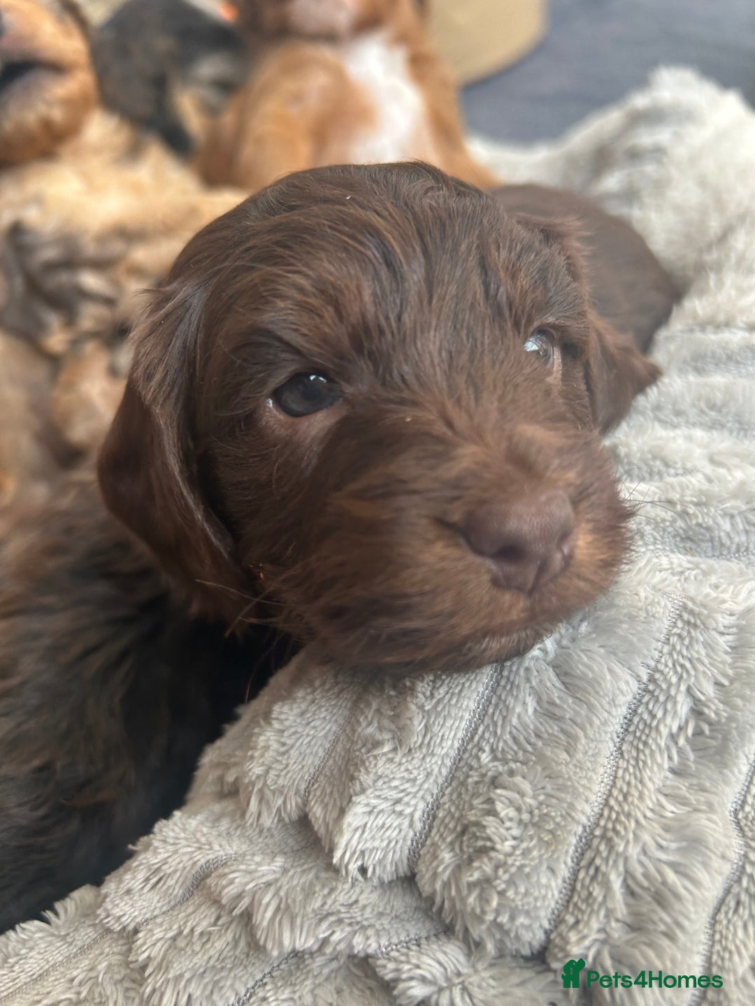 Cockapoo dogs for sale: Cockapoo Puppies - Image 34