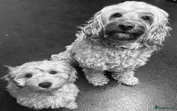 Cockapoo dogs for sale: F2b Cockapoos  in Ebbw Vale - Image 10