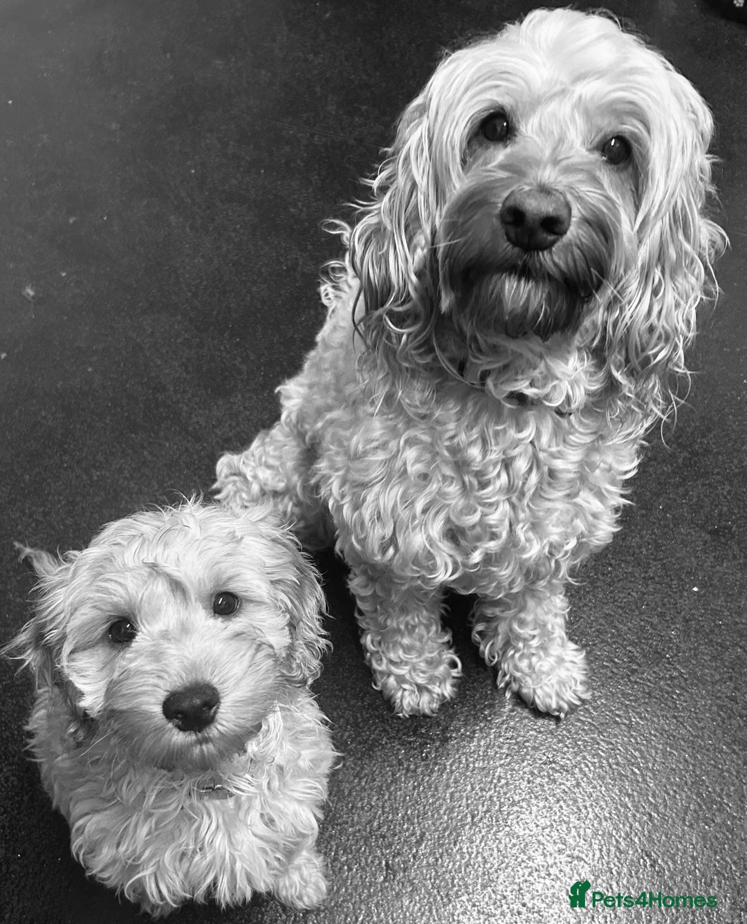 Cockapoo dogs for sale: F2b Cockapoos  in Ebbw Vale - Image 10