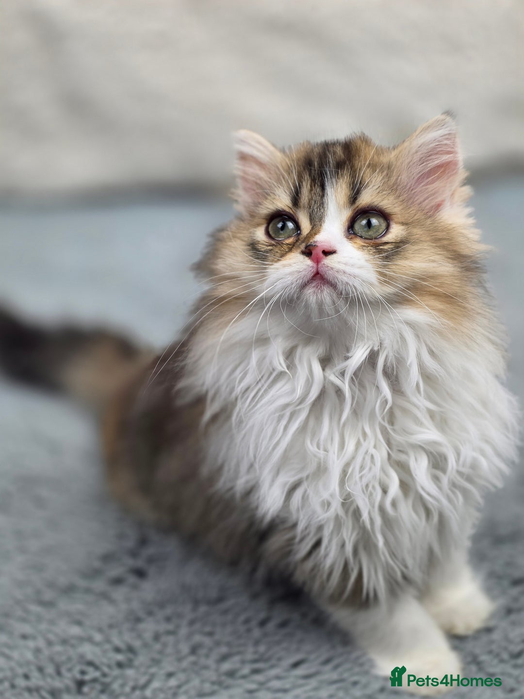 Scottish Fold cats for sale: STUNNING TICA REGISTERED SCOTTISH BABIES  - Advert 5