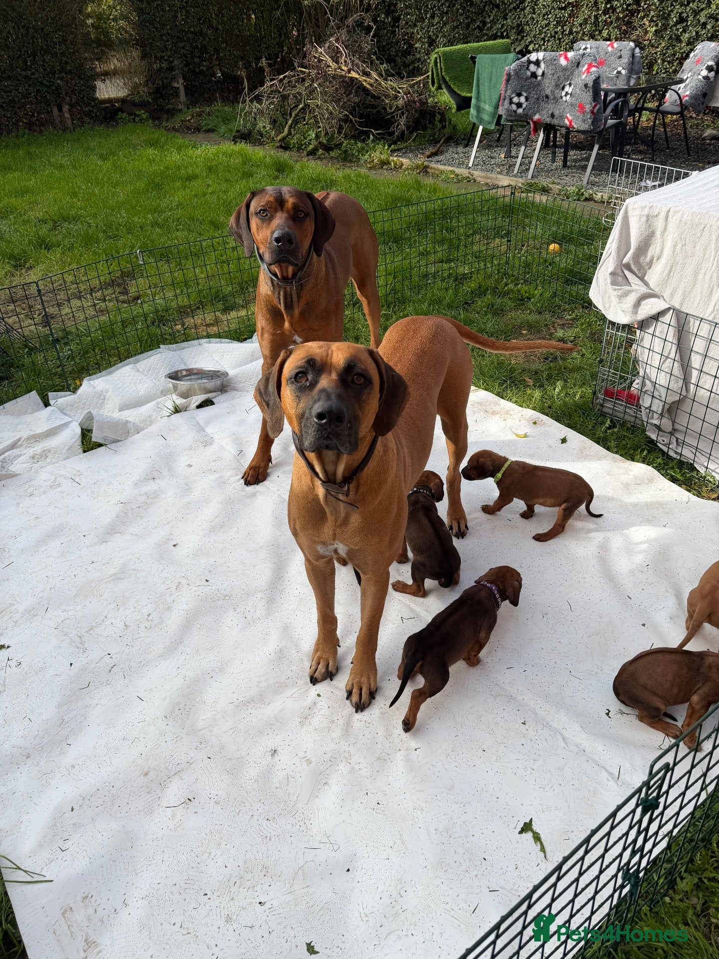 Rhodesian Ridgeback dogs for sale: Bred for beauty. Build and temperament. - Advert 2