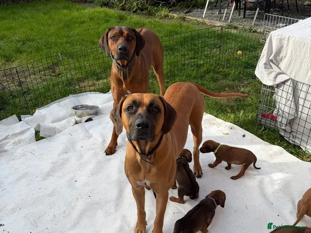 Rhodesian Ridgeback dogs for sale: Bred for beauty. Build and temperament. - Advert 2