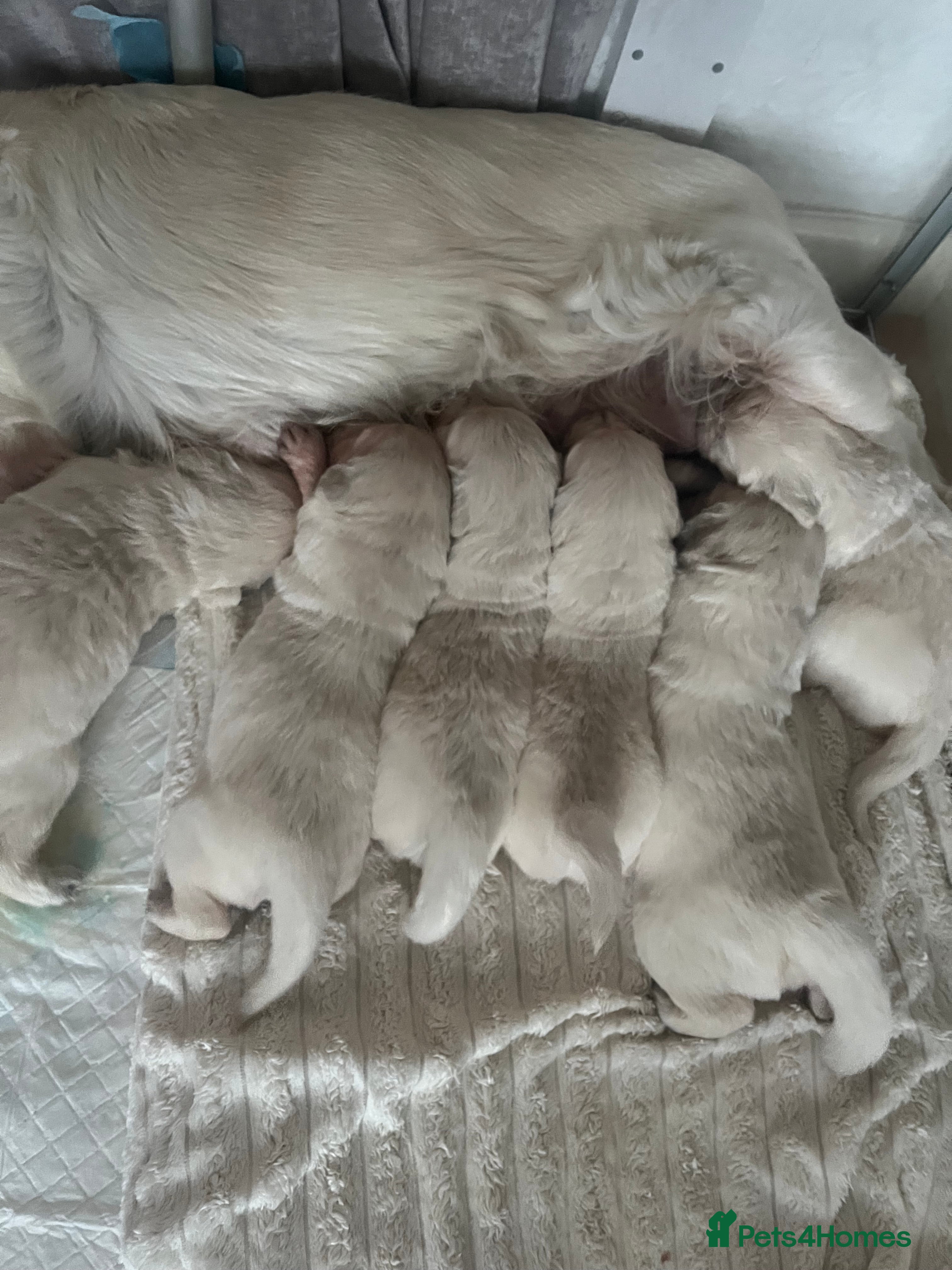 Golden Retriever dogs Pure white golden retriever puppies  - Advert 1