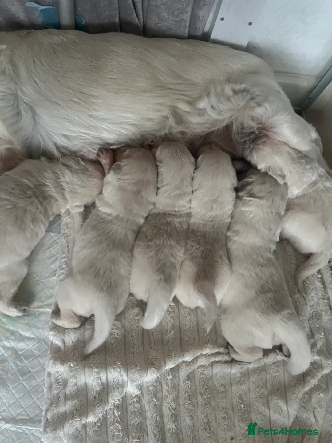 Golden Retriever dogs for sale: Pure white golden retriever puppies  - Advert 1