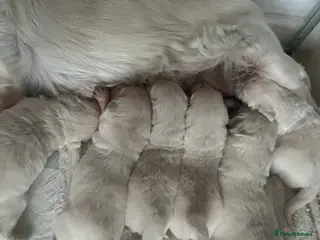 Golden Retriever dogs Pure white golden retriever puppies - Advert 1