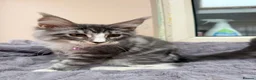 Maine Coon cats for sale: Beautiful pedigree FEMALE Maine Coon kitten - Advert 10