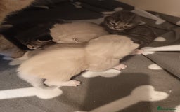 Bengal cats for sale: Beautiful kittens - Image 2