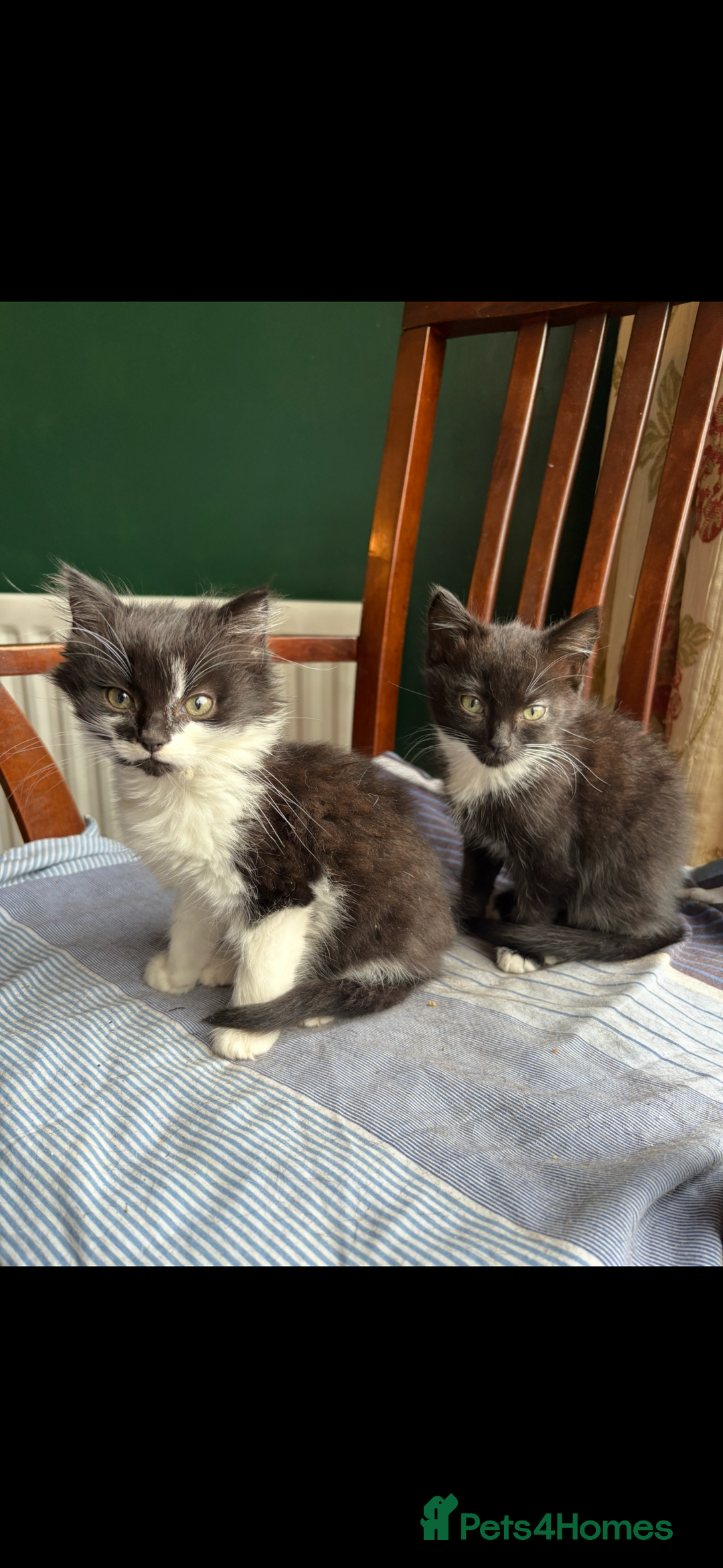 Mixed Breed cats for sale: Kittens -  **   - Advert 5