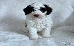 Goldendoodle dogs for sale: Beautiful litter of Goldendoodles  - Image 8