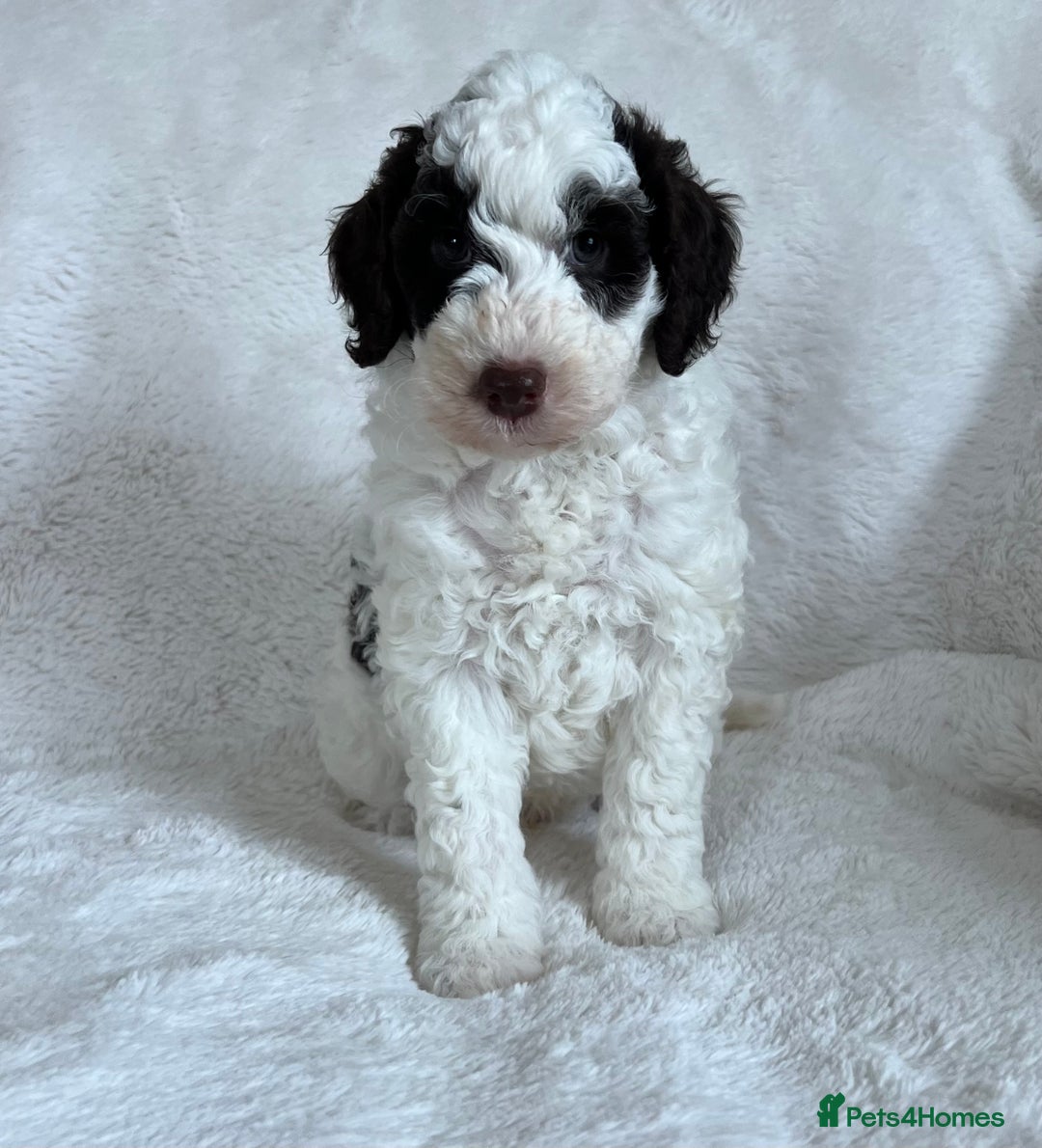 Goldendoodle dogs for sale: Beautiful litter of Goldendoodles  - Image 8