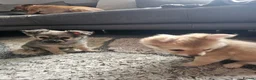 Pomchi dogs for sale: 3 beautiful long-haired Chihuahua x Pomchi pups - Advert 7