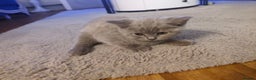 British Shorthair cats for sale: 🐾 4 Scottish Folds are looking loving homes ♥️💫 - Advert 17
