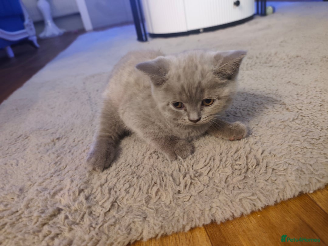 British Shorthair cats for sale: 🐾 4 Scottish Folds are looking loving homes ♥️💫 - Advert 17