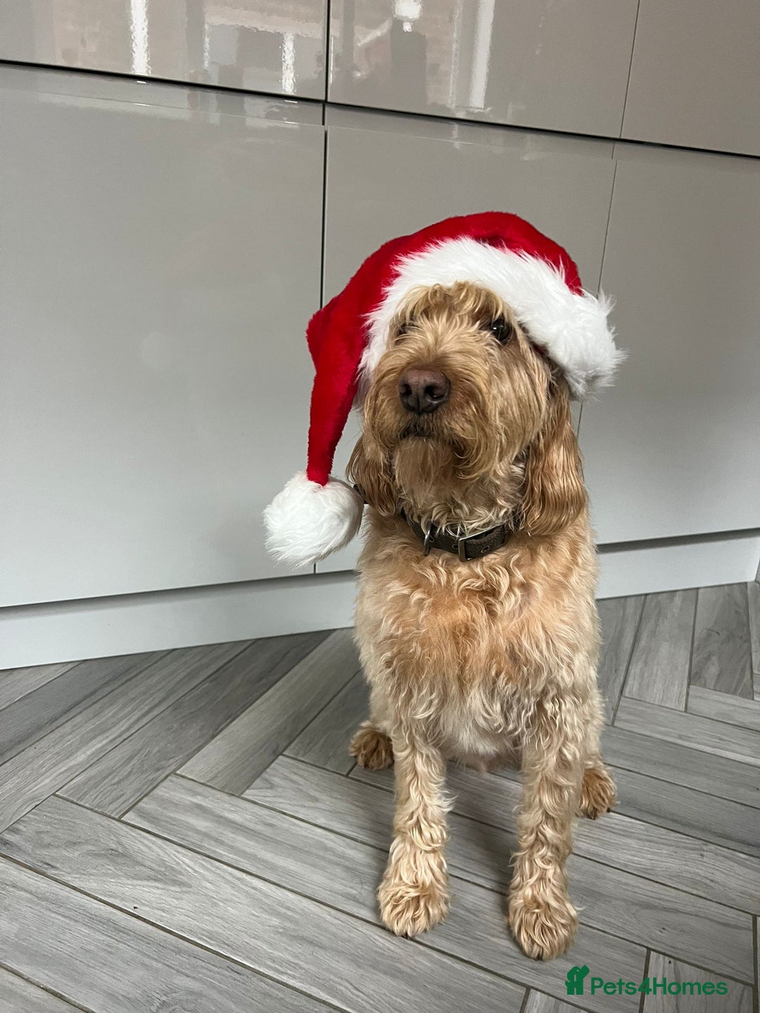 Labradoodle dogs for sale: Apricot Labradoodle - Male - Buddy! - Advert 6