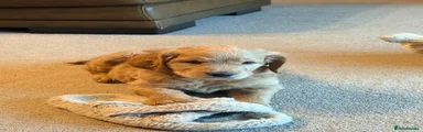 Goldendoodle 1