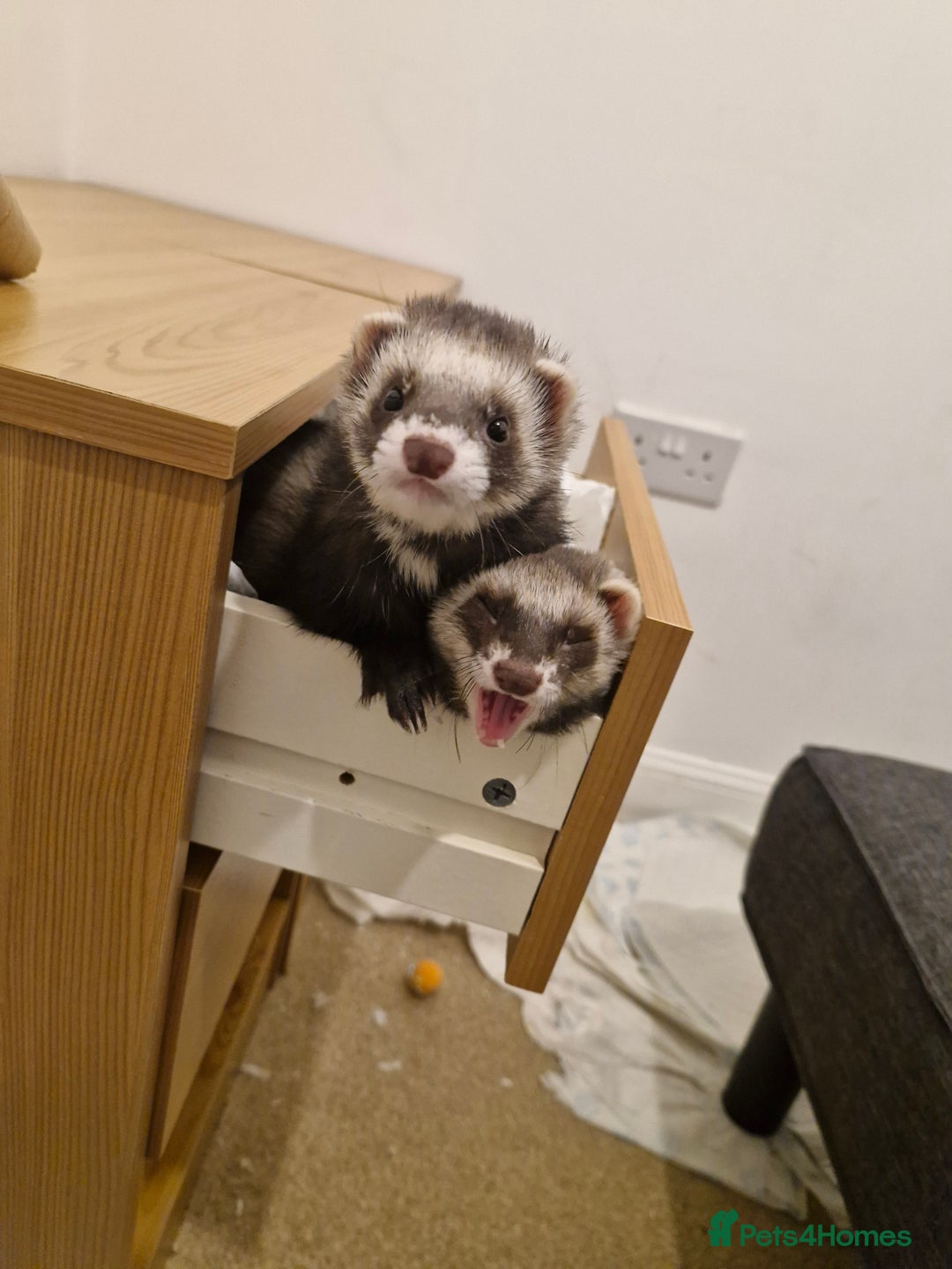Ferret rodents for sale: Tentatively seeking new home - Advert 1