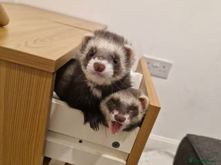 Ferret rodents Tentatively seeking new home - Advert 9