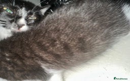 British Shorthair cats for sale: British Shorthair x Striped Tabby Kittens –2 Males - Image 22