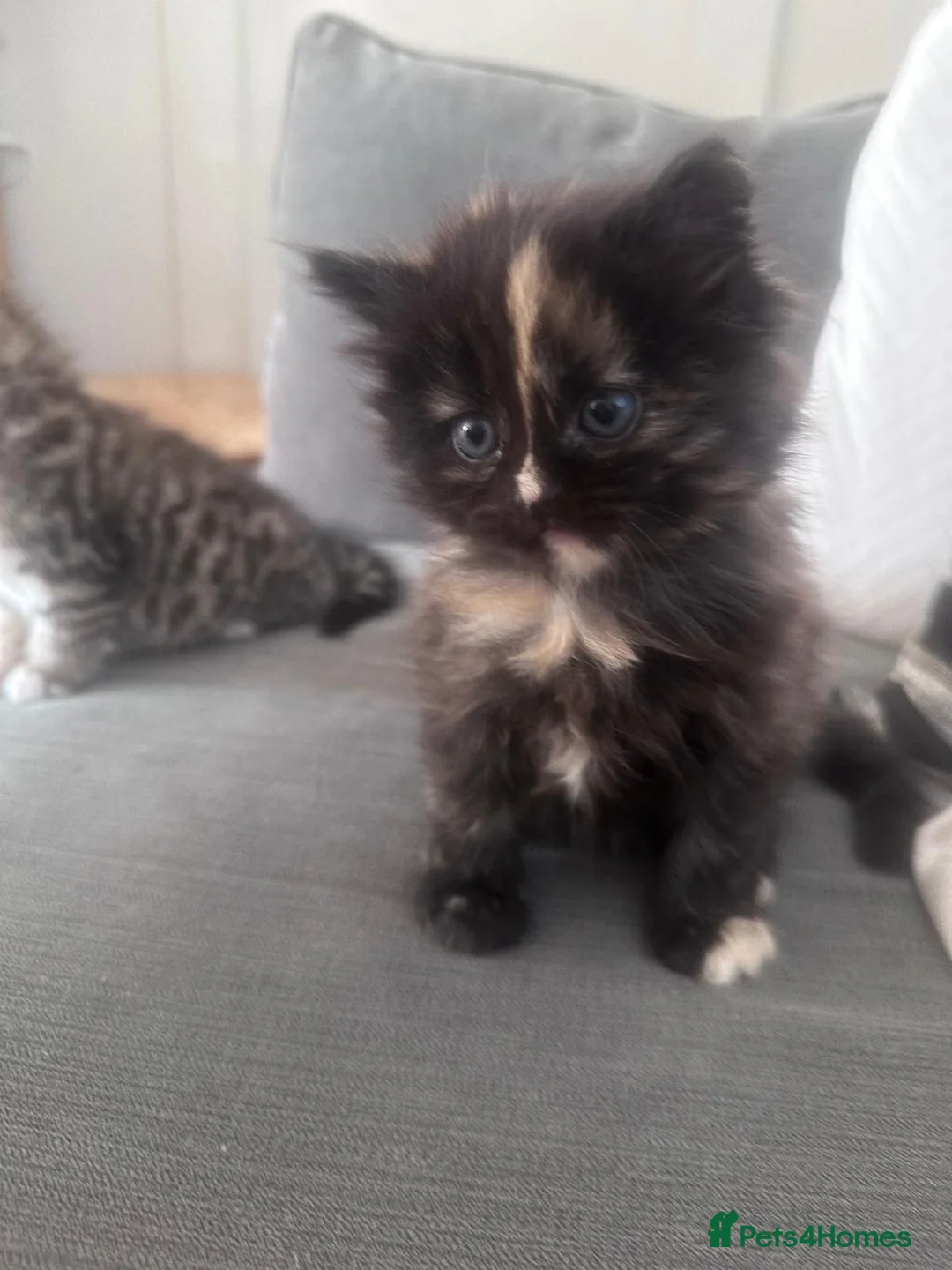 Persian cats for sale: 3 beautiful persian kittens - Advert 15
