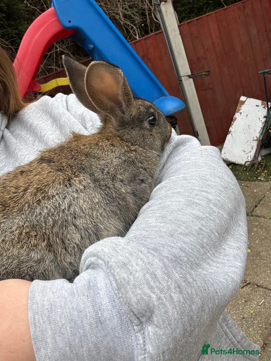 English rabbits for sale: 2 male rabbits  - Image 1